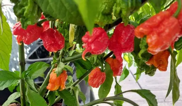 Chili / Paprika: 7 Pot Madball(z)