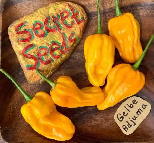 Chili / Paprika: Adjuma Gelb (Schärfe 10/10)