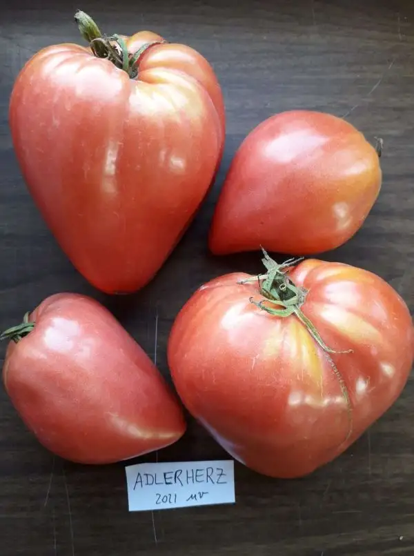 Tomaten: Adlerherz