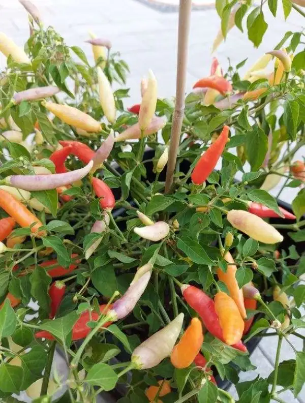 Chili / Paprika: Aji Omnicolor