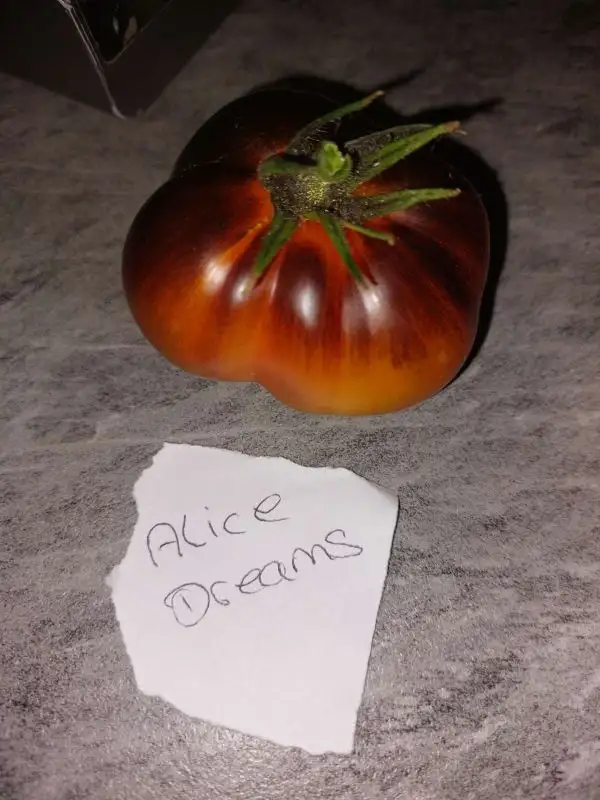 Tomaten: Alice Dreams