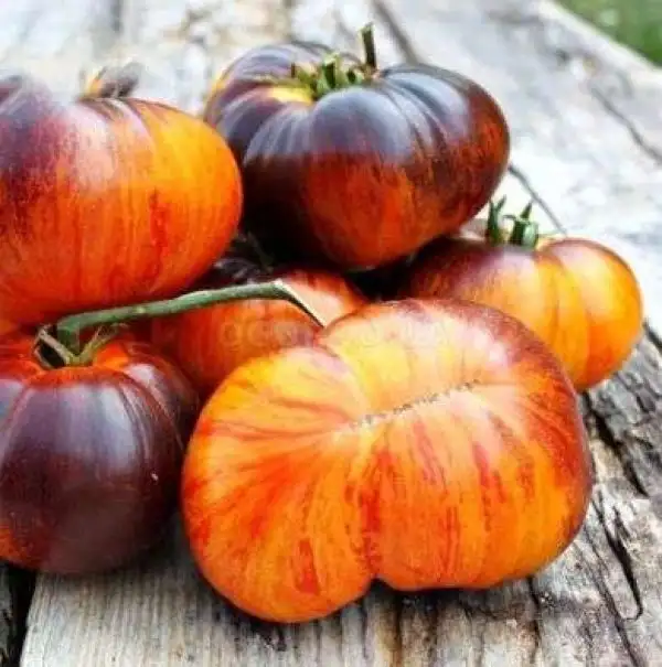 Tomaten: Alice’s Dream