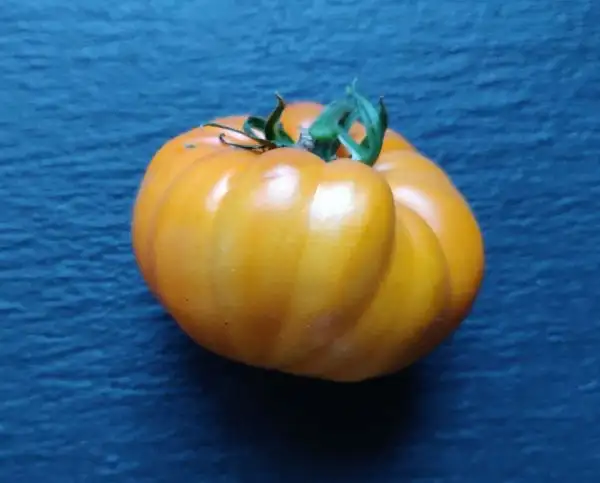 Tomaten: Amish Orange Sherbet