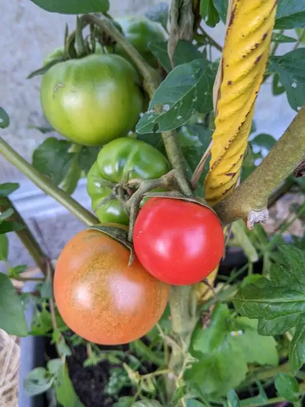 Tomaten: Amulett der Liebe