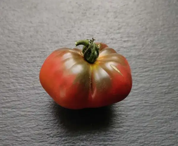Tomaten: Ananas Noire