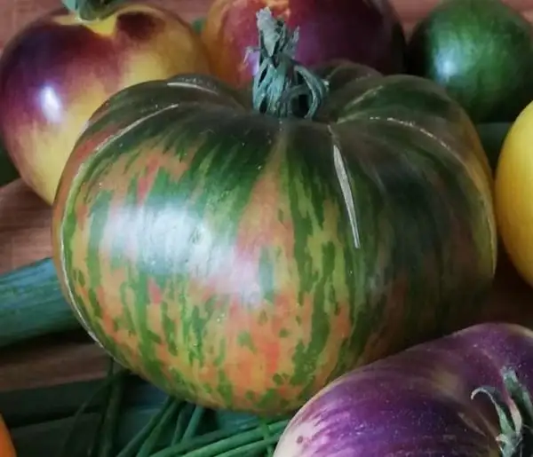 Tomaten: Ananas Zebra