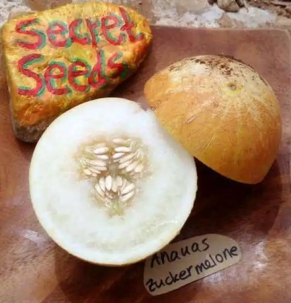 Melonen: Ananas Zuckermelone