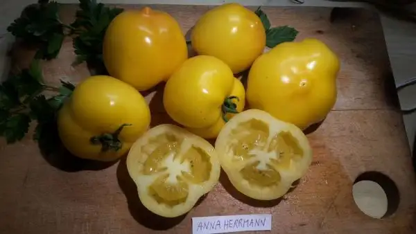 Tomaten: Anna Hermann