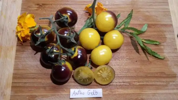 Tomaten: Antho Gelb