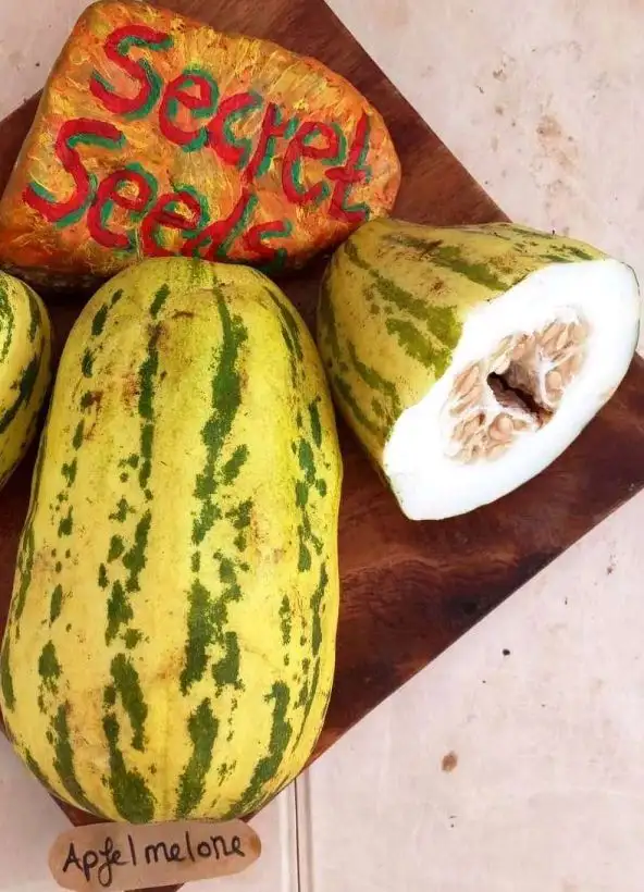 Melonen: Apfelmelone