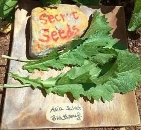 Salate: Asia Salat Blattsenf