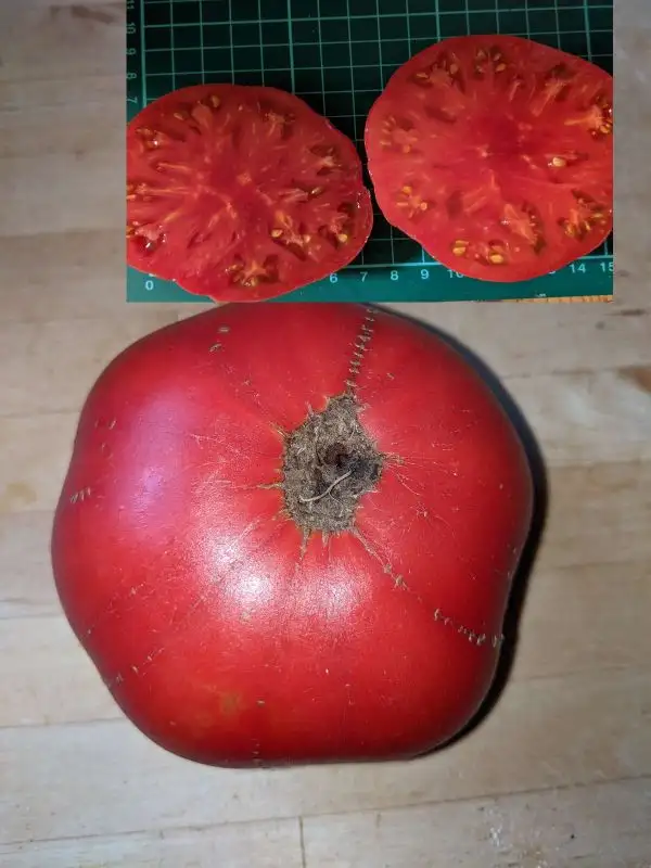 Tomaten: Aunt Lou`s Underground Railroad