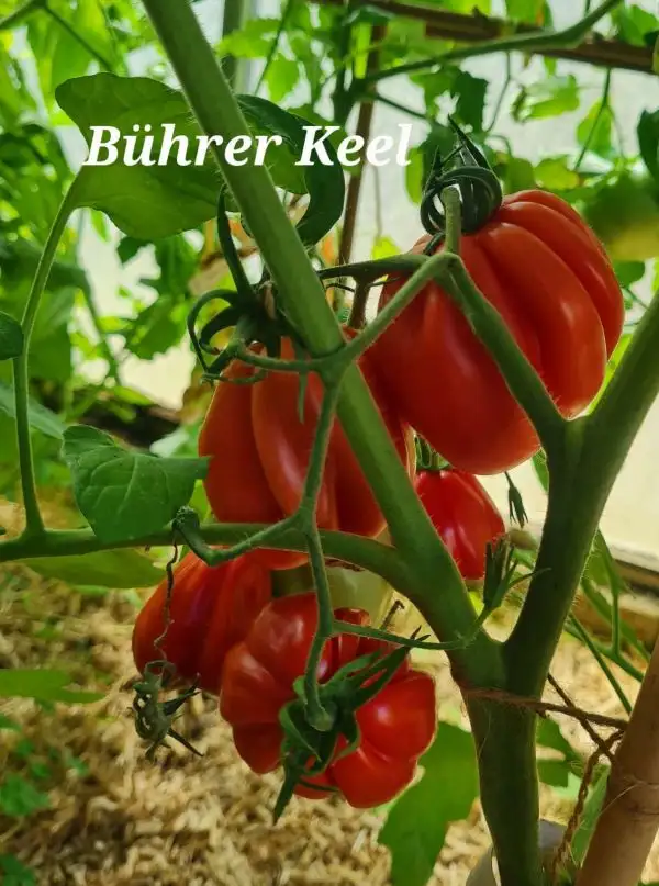 Tomaten: Bührer Keel