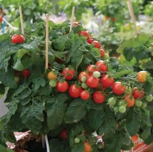 Tomaten: Balconi Red