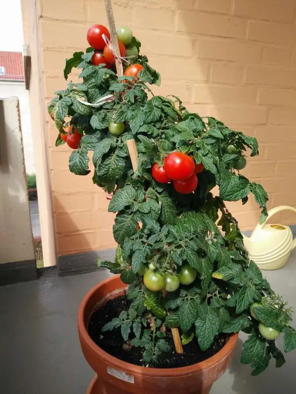 Tomaten: Balcony red