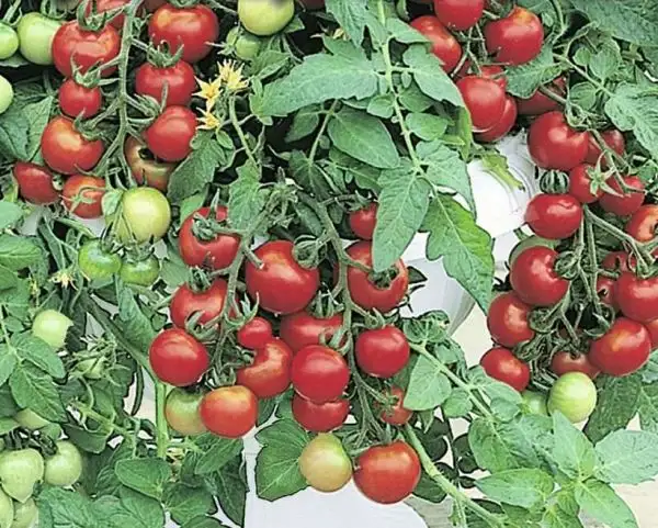 Tomaten: Balkonzauber