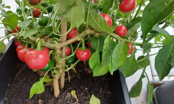 Chili / Paprika: Ballito