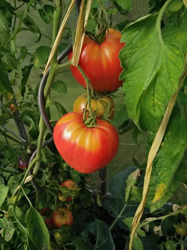 Tomaten: Batjanja (2021)
