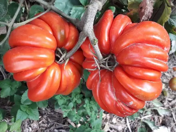 Tomaten: Beauty Lottringa