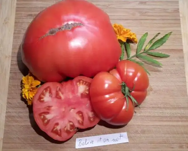Tomaten: Believe it or not