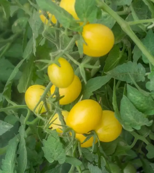 Tomaten: Bendigo Moon