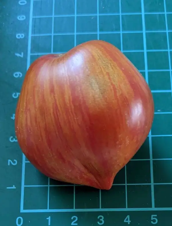 Tomaten: Berkeley Tie Dye Heart	 (2021)