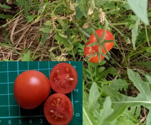 Tomaten: Bison