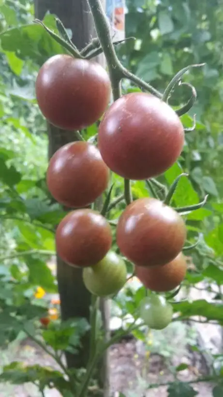 Tomaten: Black Cherry