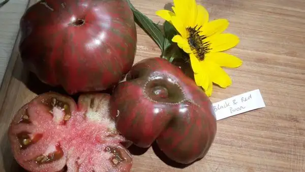 Tomaten: Black & Red Boar