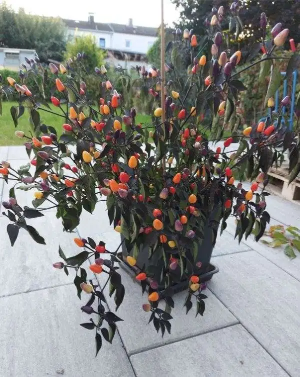 Chili / Paprika: Bolivian Rainbow