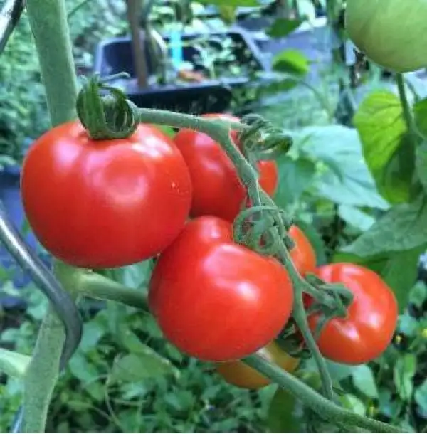 Tomaten: Bonny’s Best