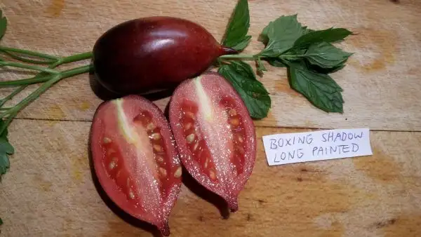 Tomaten: Boxing Shadow Long Painted