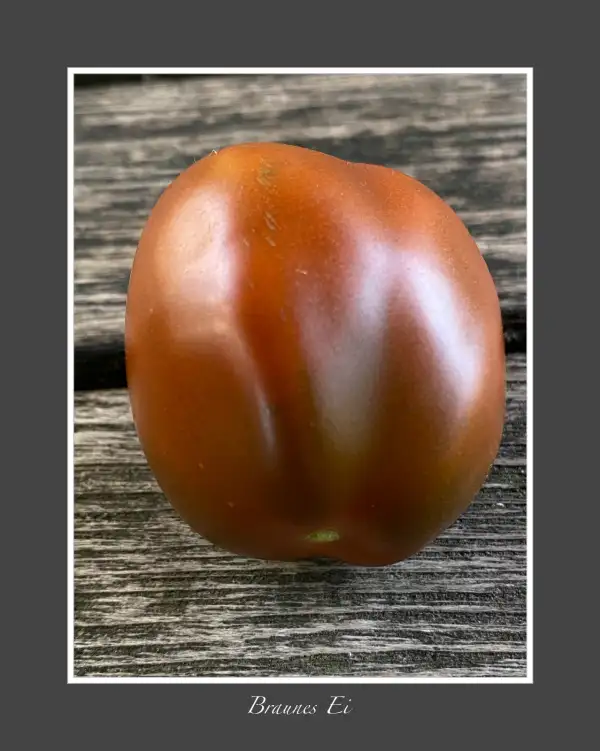 Tomaten: Braunes Ei