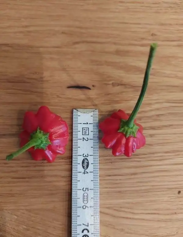 Chili / Paprika: Brazilian Starfish