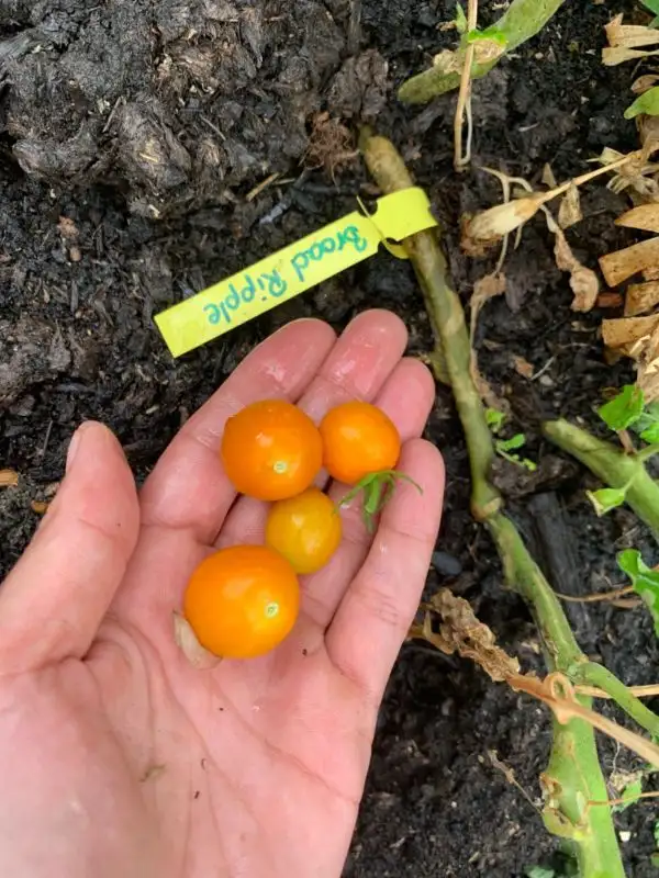 Tomaten: Broad ripple