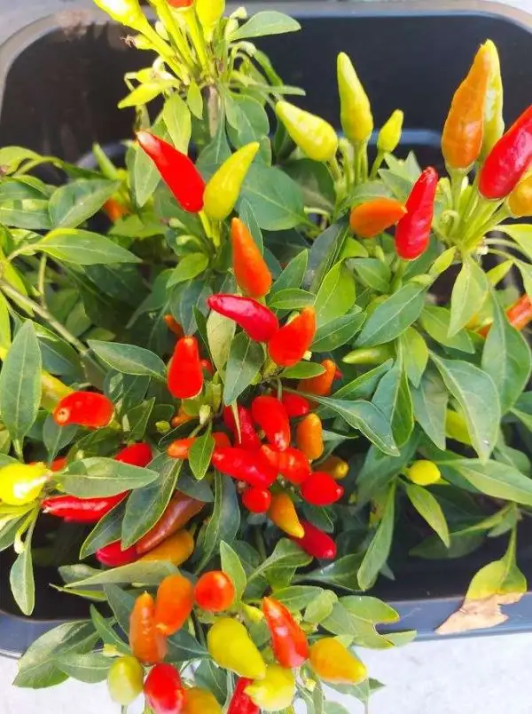 Chili / Paprika: Candlelight