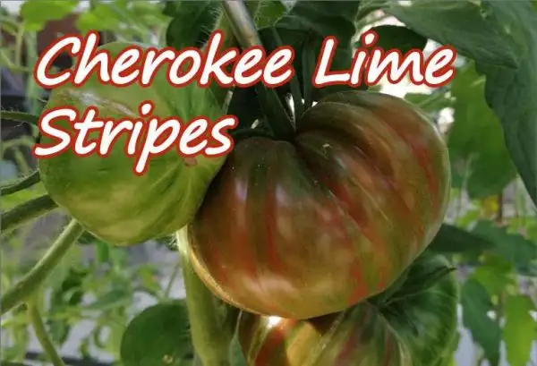 Tomaten: Cherokee Lime Stripes