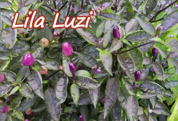 Chili / Paprika: Chili Lila Luzi