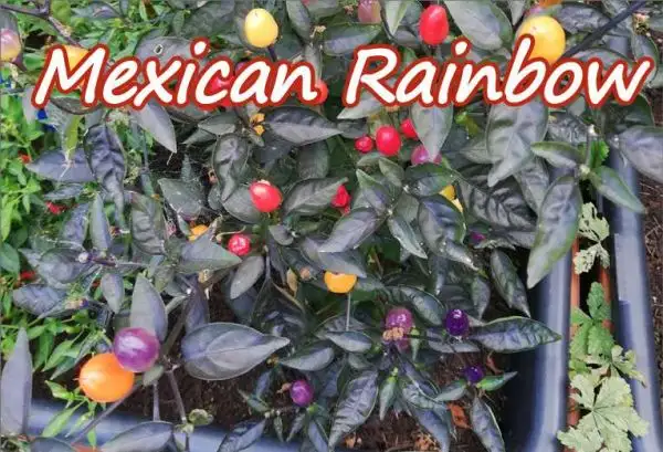 Chili / Paprika: Chili Mexican Rainbow