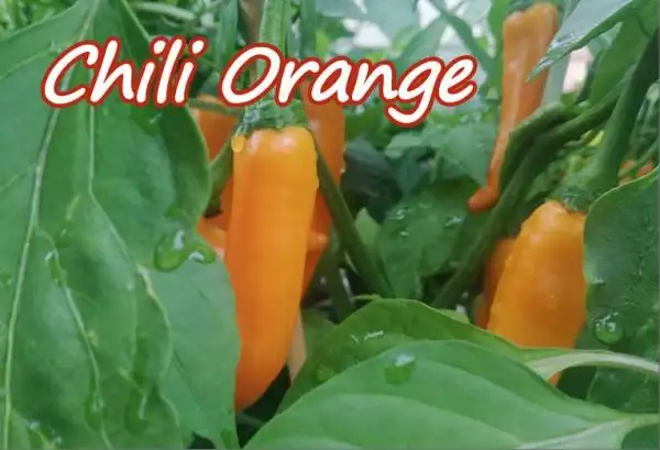Chili / Paprika: Chili orange