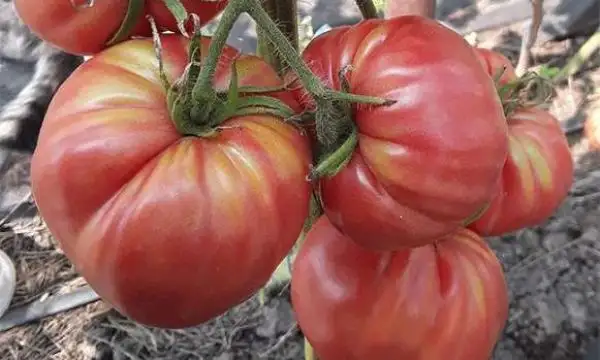 Tomaten: Costoluto Colli Euganei