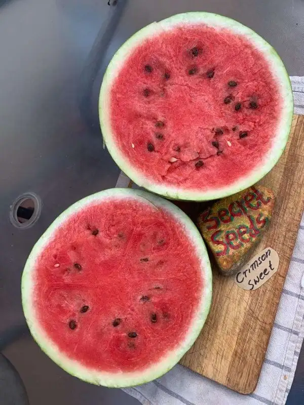Melonen: Crimson Sweet Wassermelone
