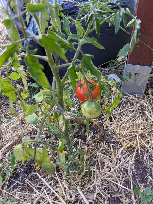 Tomaten: Dansk Export