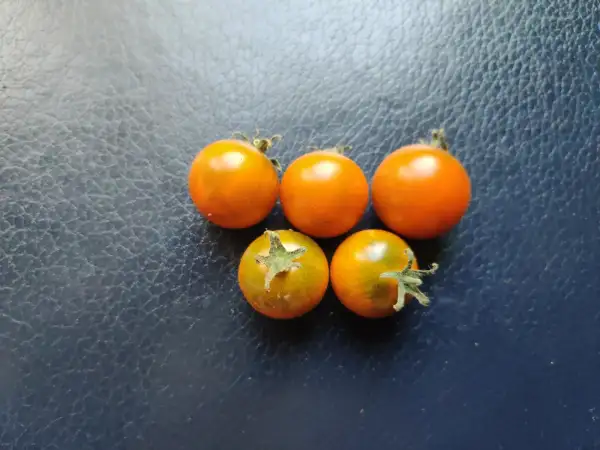 Tomaten: Dark Orange Muscat