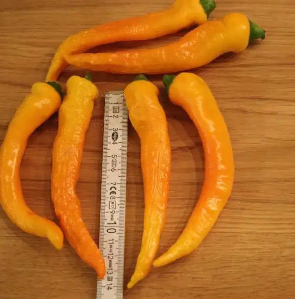 Chili / Paprika: Doux Long d