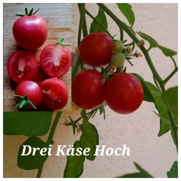 Tomaten: Drei Käse Hoch