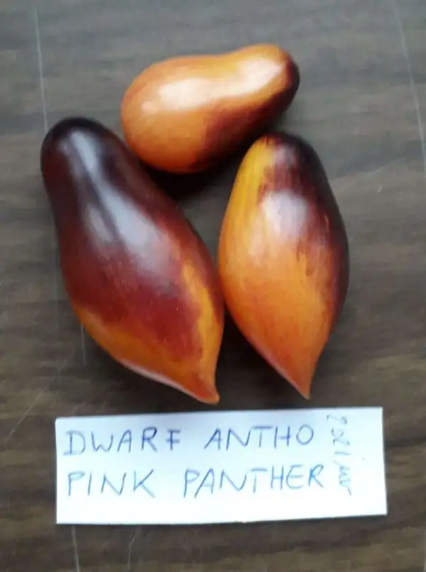 Tomaten: Dwarf Antho Pink Panther