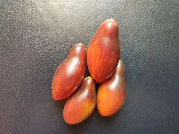 Tomaten: Dwarf Antho Pink Panther