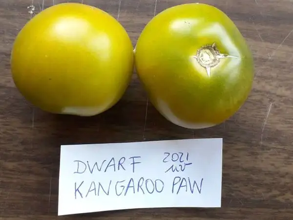 Tomaten: Dwarf Kangaroo Paw Green