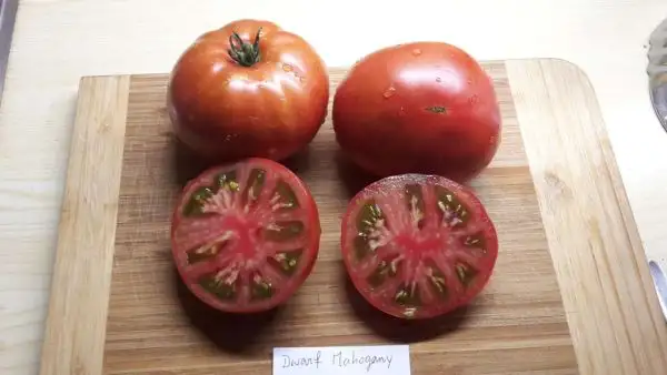 Tomaten: Dwarf Mahogany
